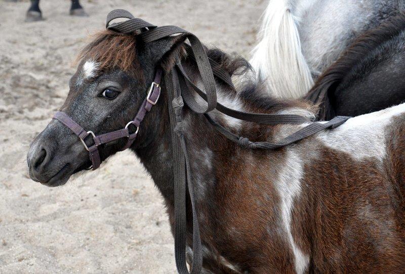 Anden særlig race » Hegnsholts Hopla <3 « - 29.07.2013 - ca. 10 uger gammel, kan udsættes for underlige ting, og stadig være rolig og afslappet <3 billede 17