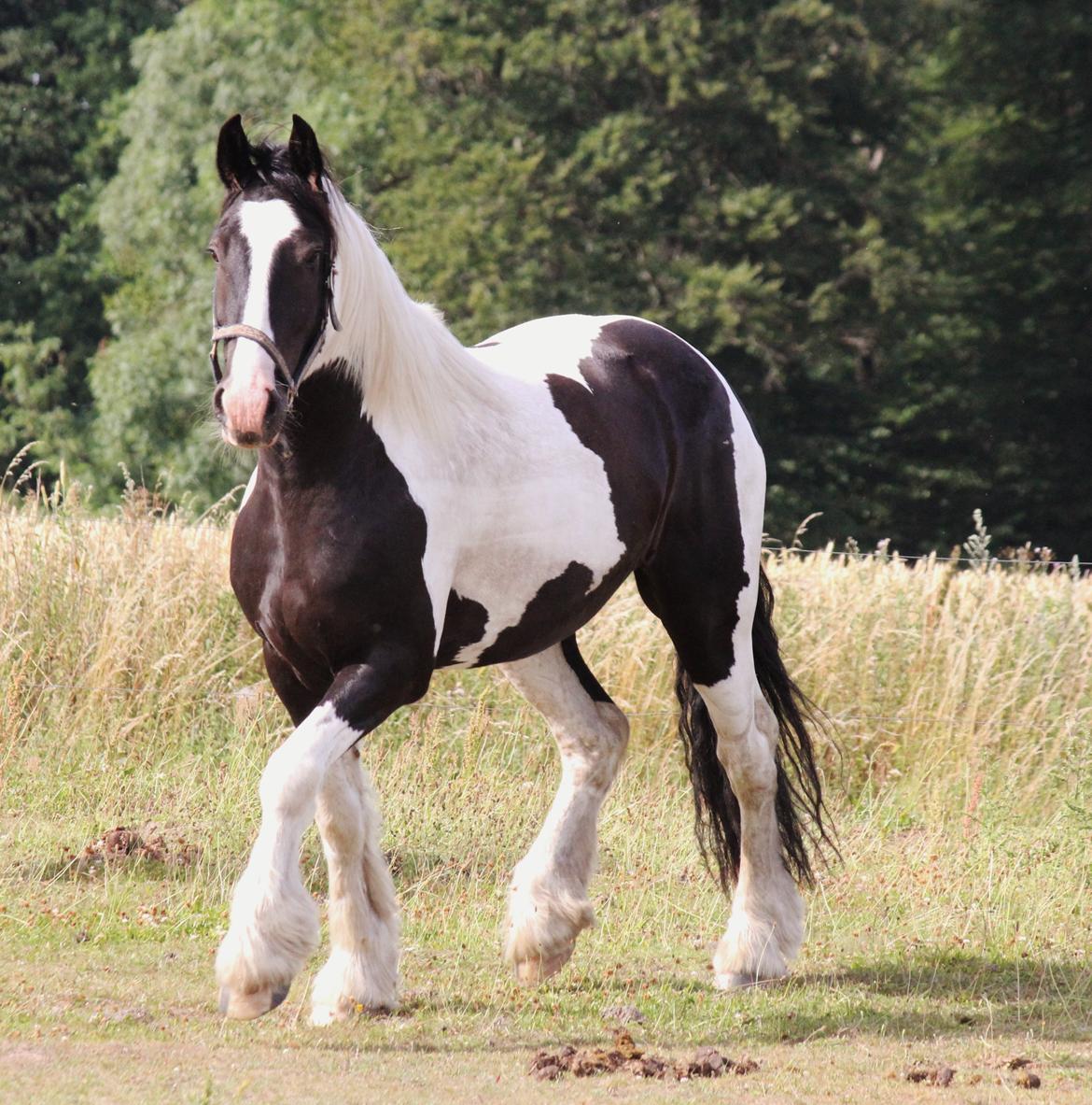 Irish Cob Hauge's Gilroy billede 7