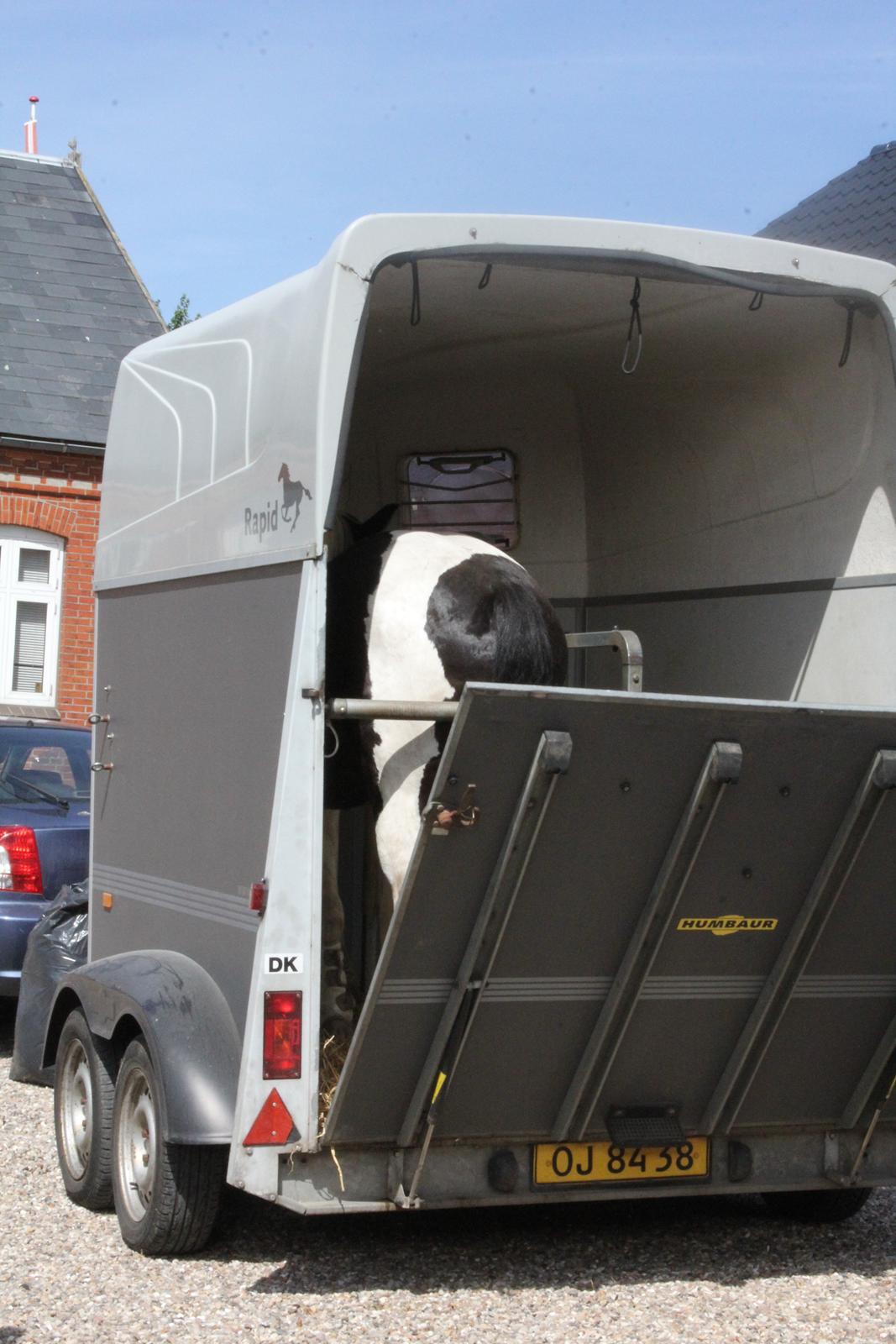 Irish Cob Hauge's Gilroy billede 8