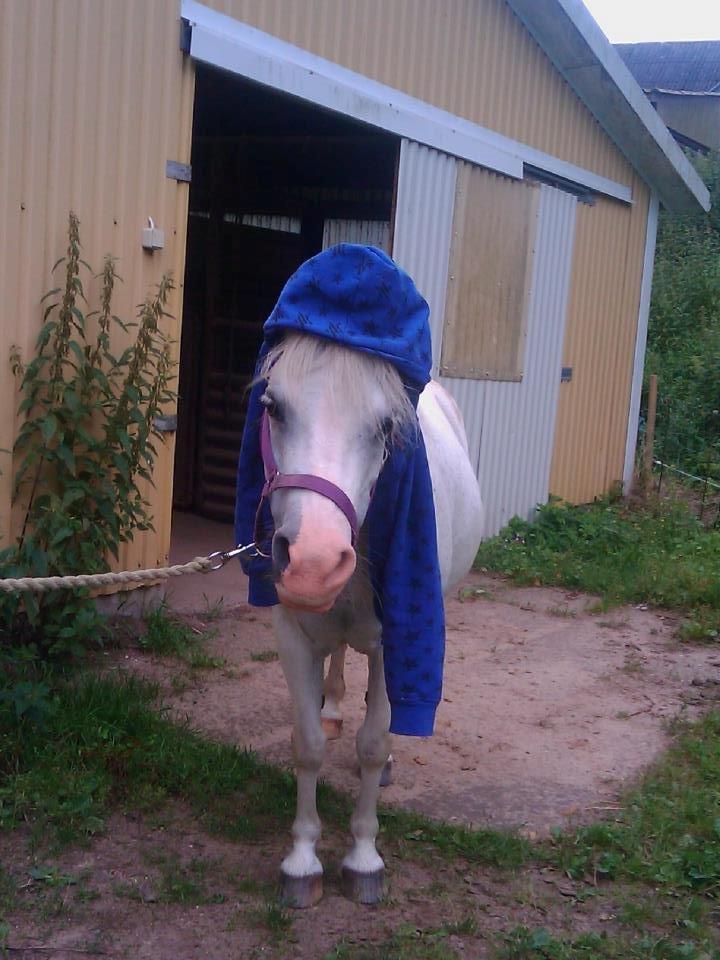 Anden særlig race Bella <3 Hvil i fred  <3 billede 3
