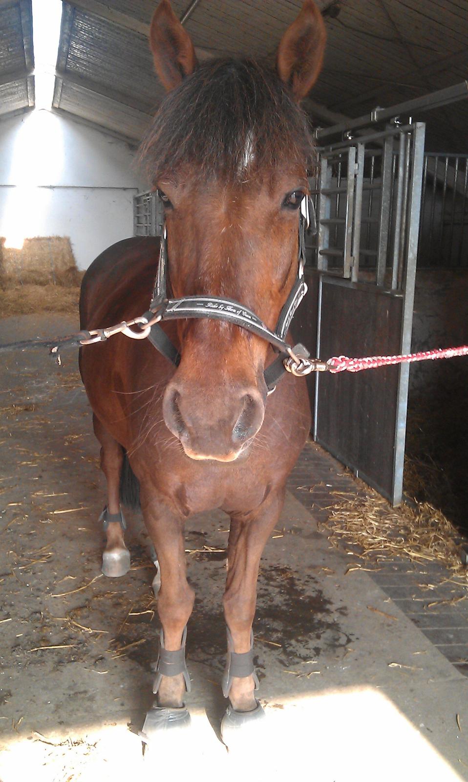 Anden særlig race Bambi billede 22