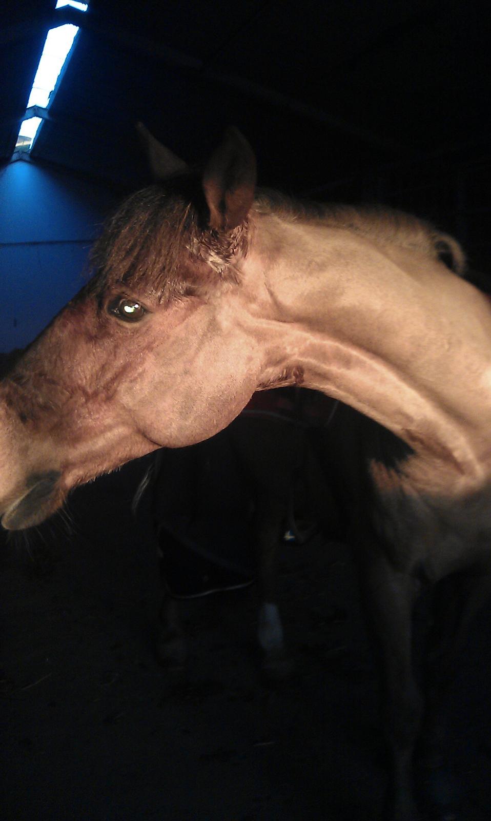 Anden særlig race Bambi billede 23