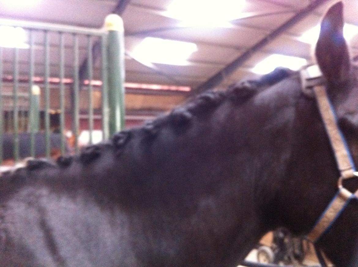 New Forest Dusty<3 - så er man blevet flettet/syet op :D billede 5