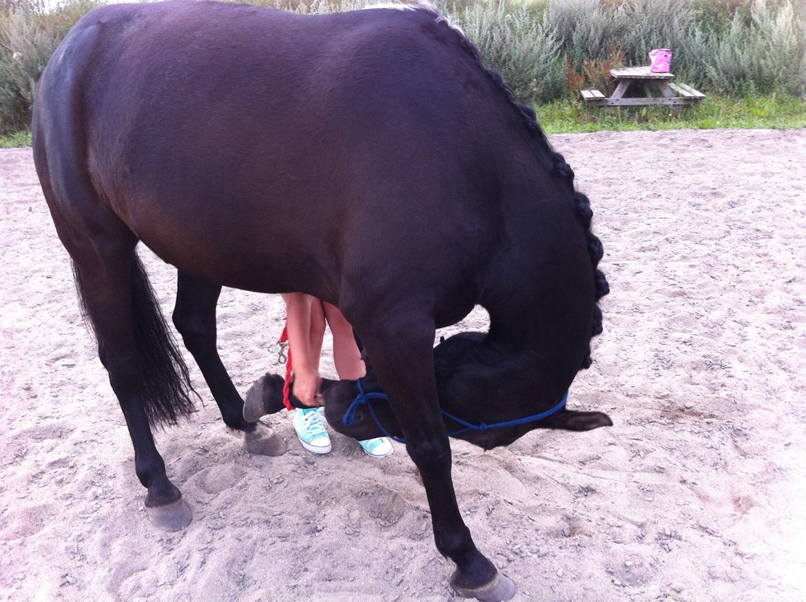 New Forest Dusty<3 - oooooogg ned og røre jorden eller halv vejs ;-) vi snyder lidt med et tov :p billede 6