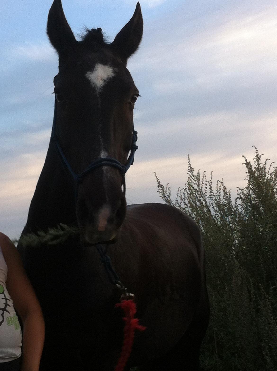 New Forest Dusty<3 - her er vi lidt vågne fordi vi så en kat! uuuuhhh! farligt vildt rovdyr!! billede 10