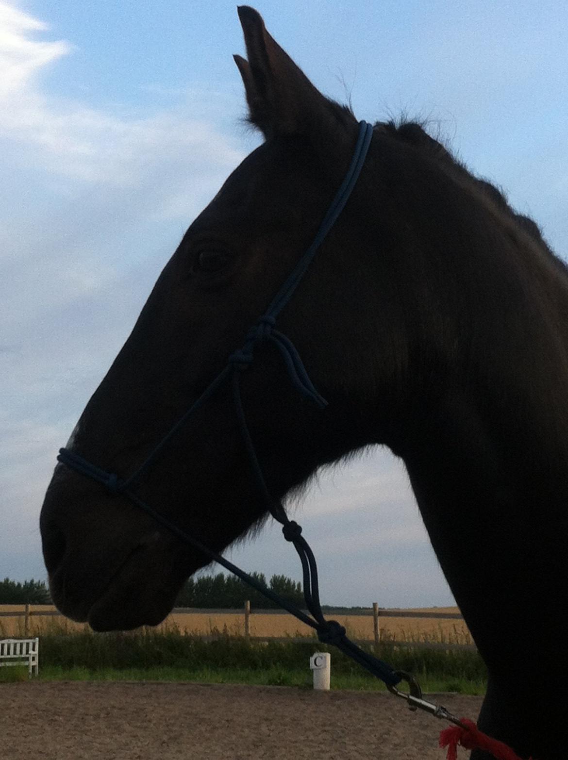 New Forest Dusty<3 billede 12