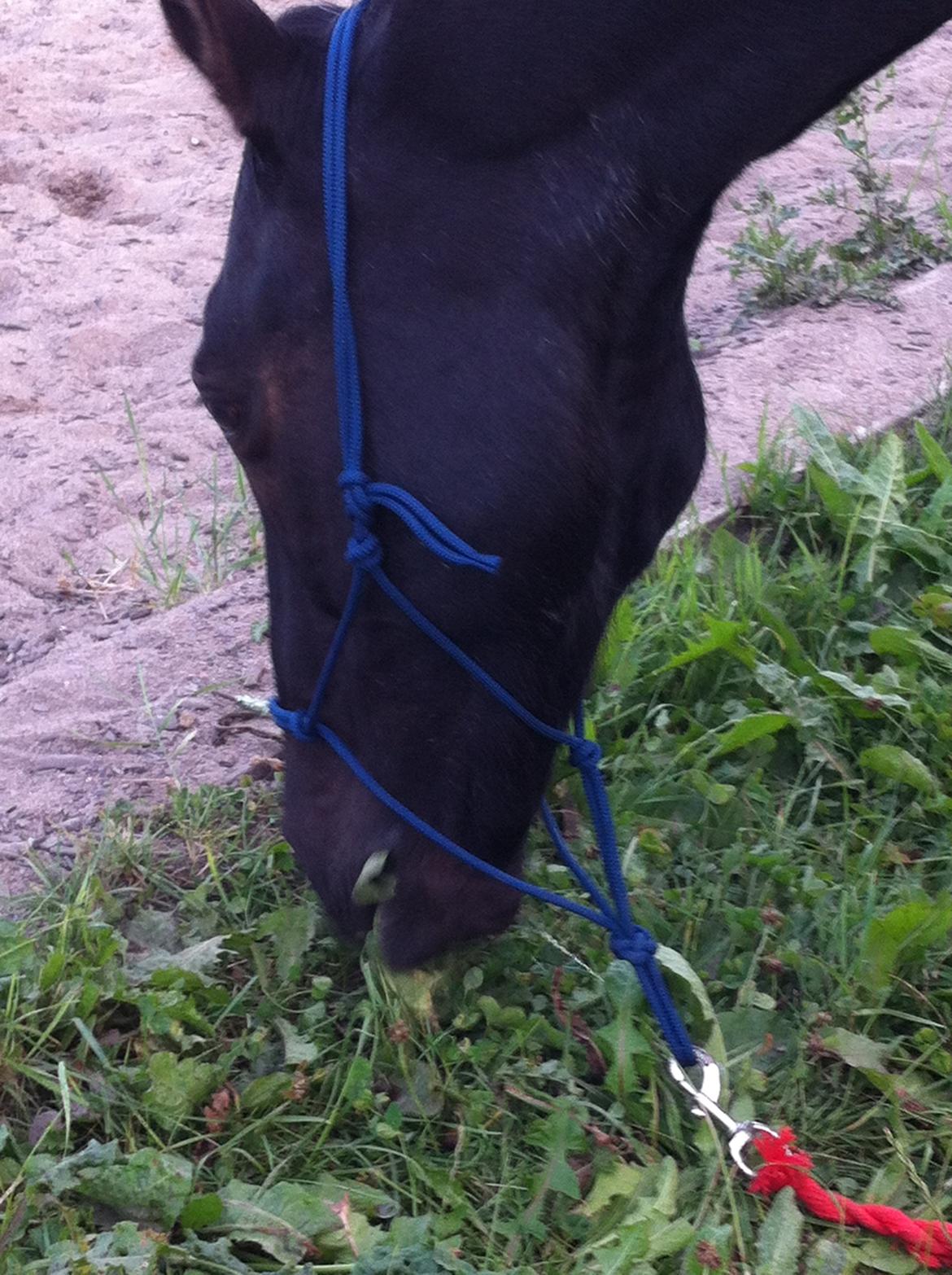 New Forest Dusty<3 billede 14