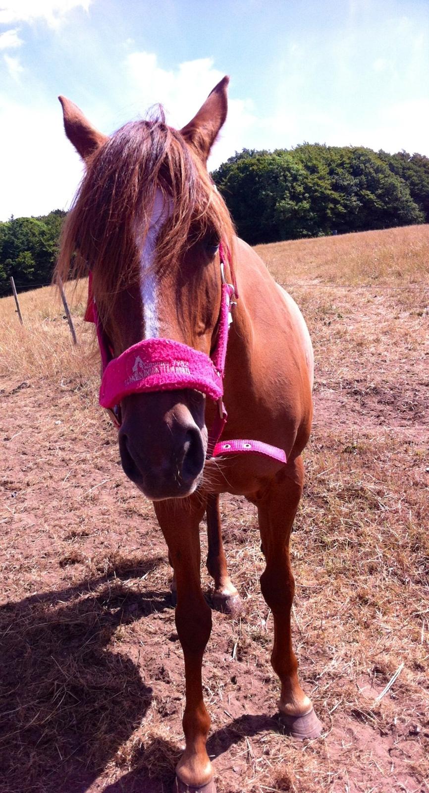 Anden særlig race pony - hun lærte allerede lige der jeg fik hende at lave sjove ansigter til fotografen billede 7