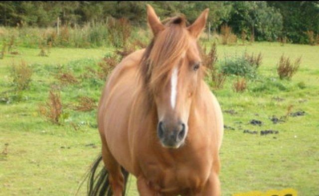 Anden særlig race pony - min swaggi da hun var 13-14 år billede 12