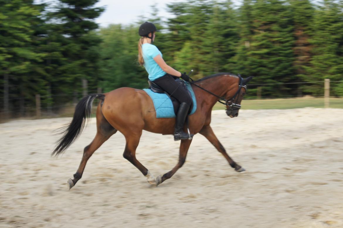 Tysk Sportspony Lienes - Dejlige pony!!<3<3 billede 13