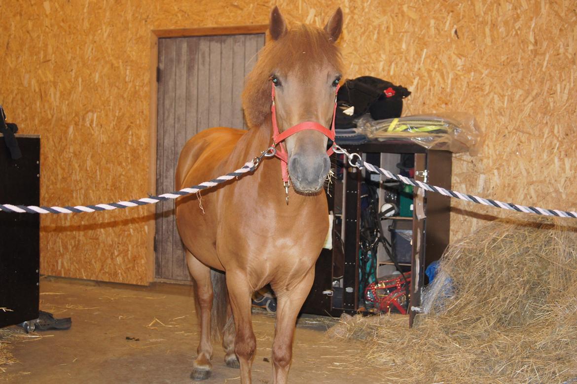 Anden særlig race Rosa - Søde Rose<3 billede 9