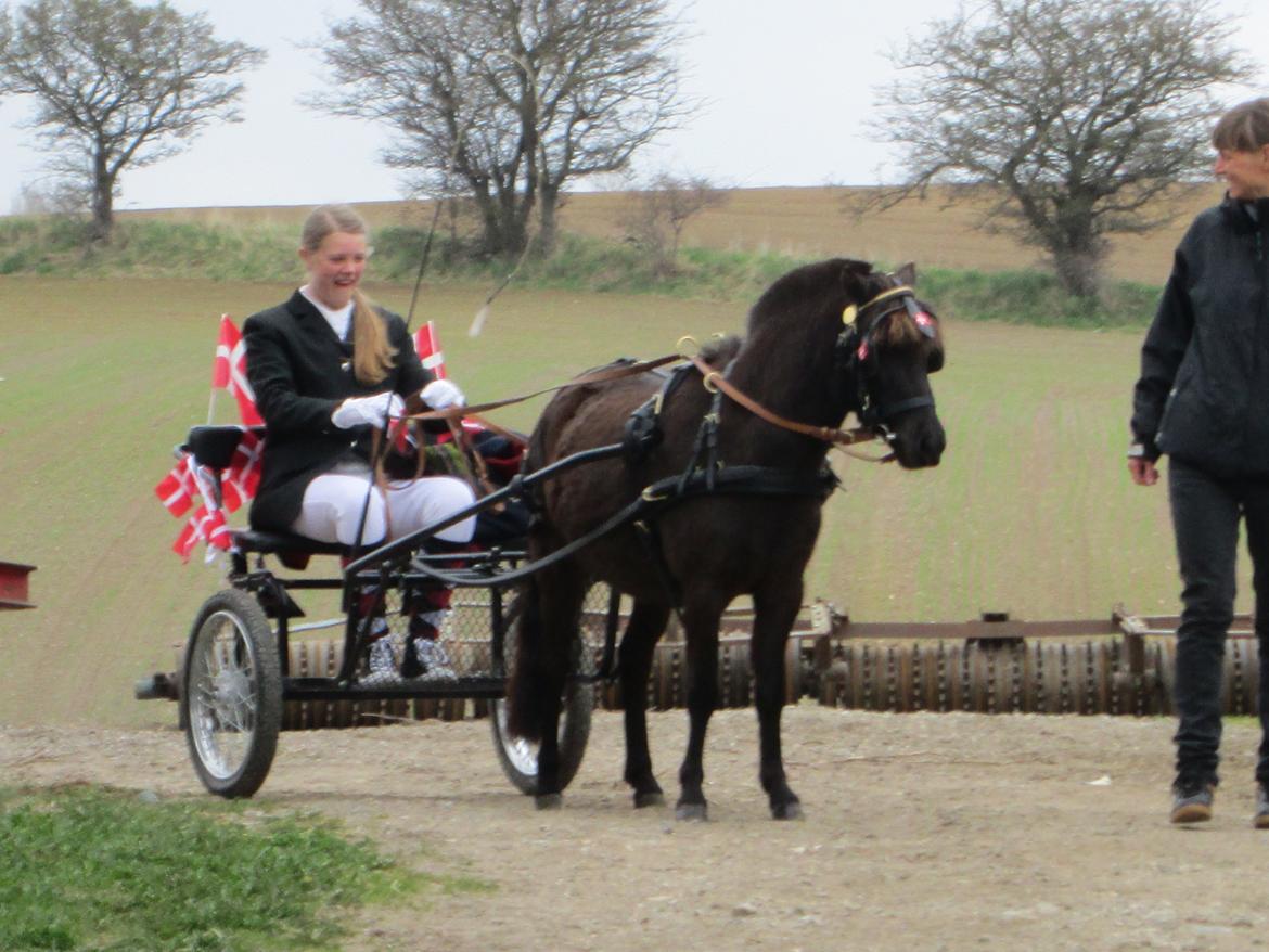 Anden særlig race Sigge billede 9