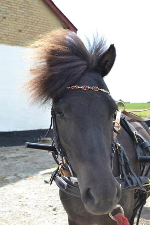 Anden særlig race Sigge - Velkommen til Sigges profil. billede 1