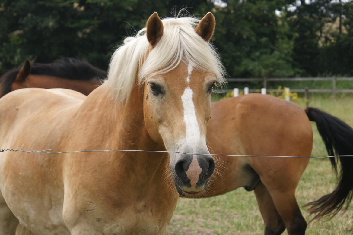 Haflinger Maldini Van Abeele* Min fremtid *<3 billede 8