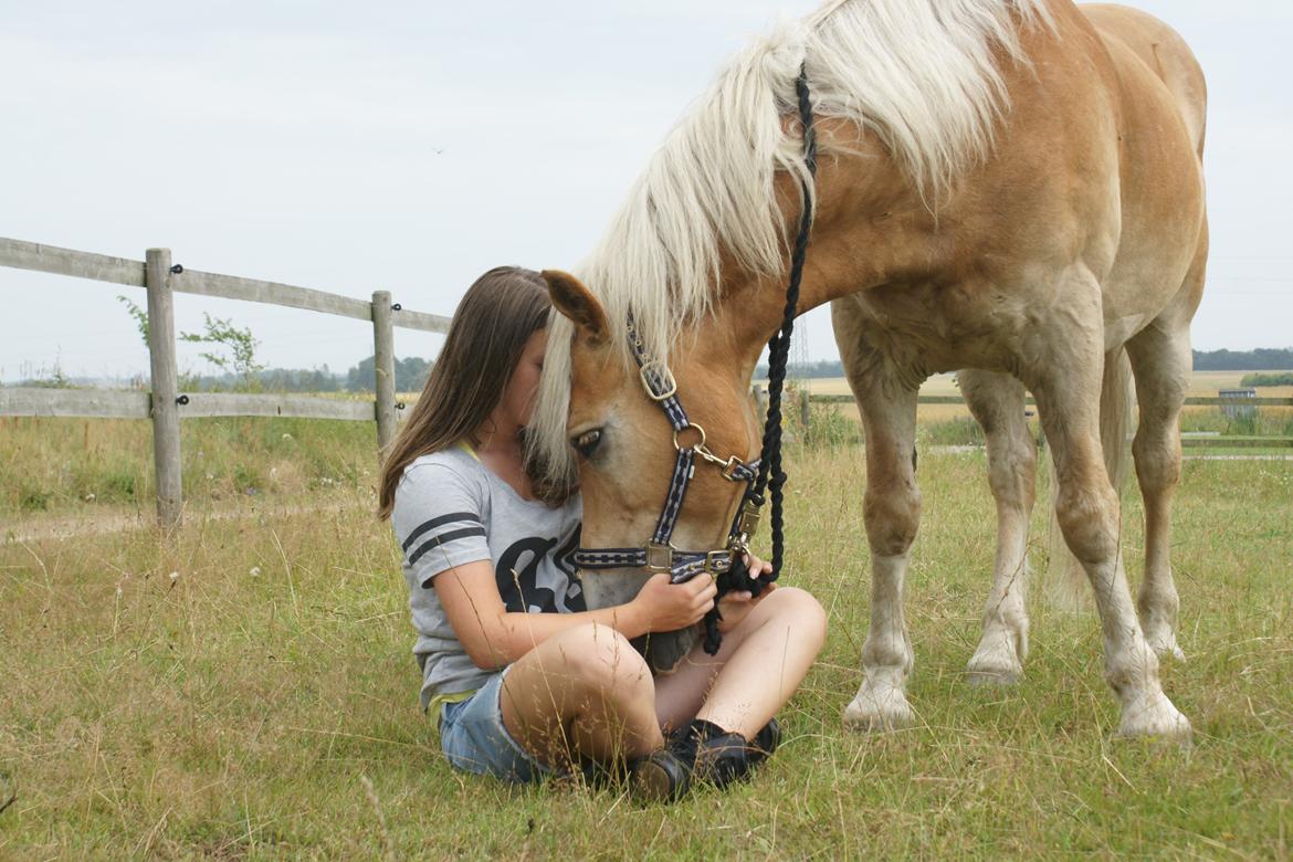 Haflinger Maldini Van Abeele* Min fremtid *<3 billede 9