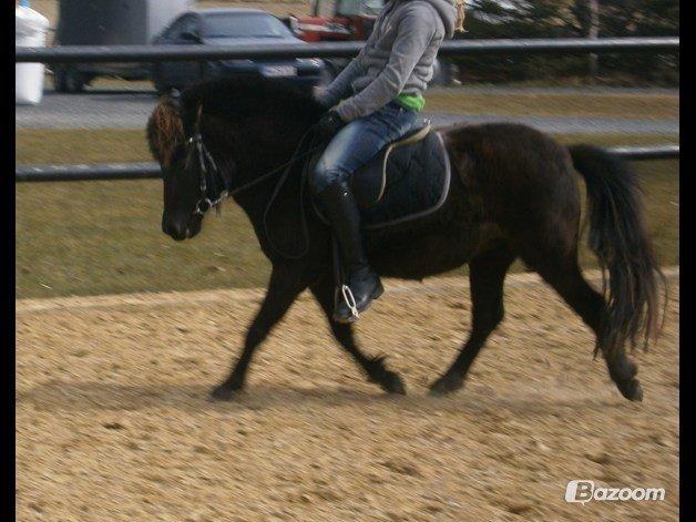 Anden særlig race Sigge - sigge bliver redet af en rutineret rytter 2013. billede 12