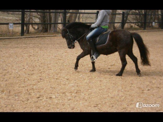 Anden særlig race Sigge billede 13