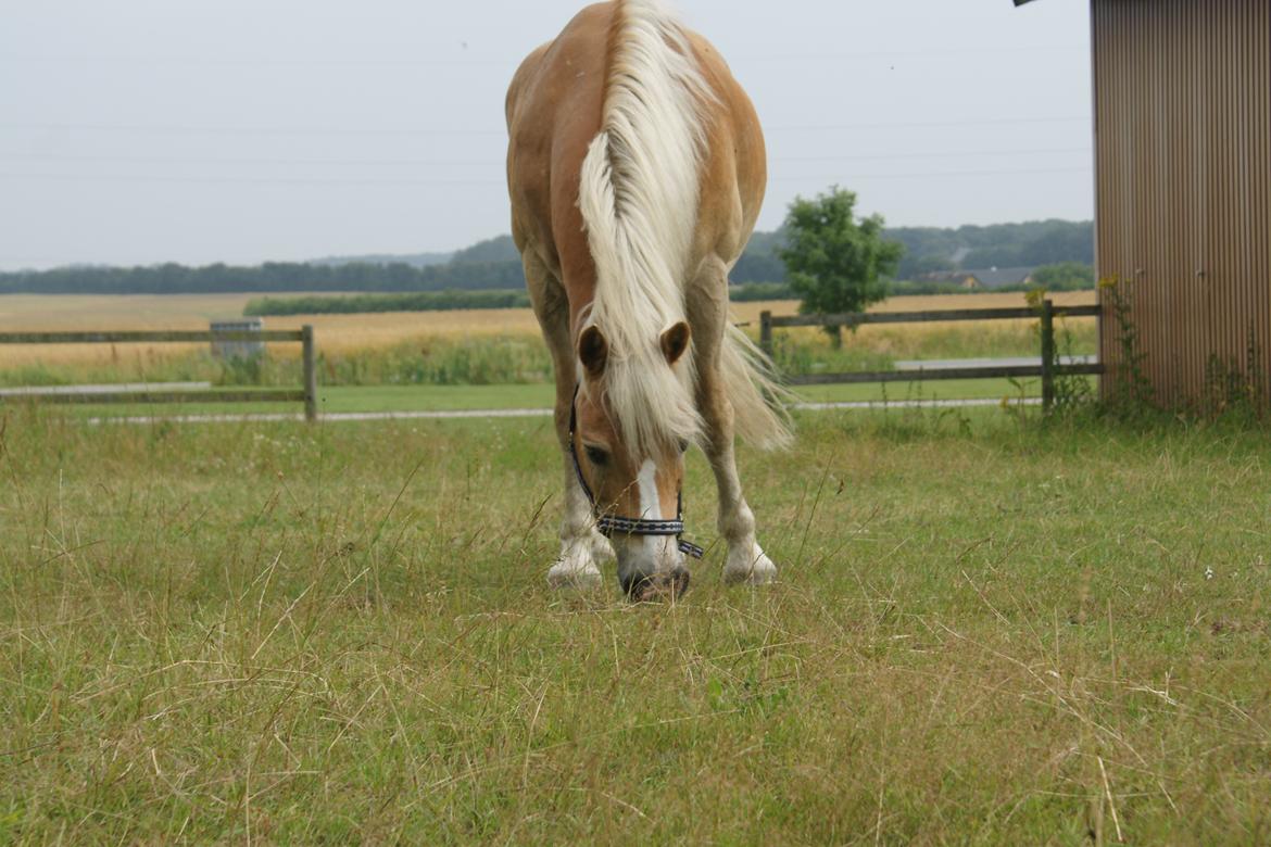 Haflinger Maldini Van Abeele* Min fremtid *<3 billede 11