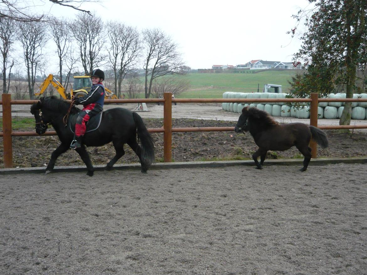 Anden særlig race Sigge - Sigge som føl billede 10