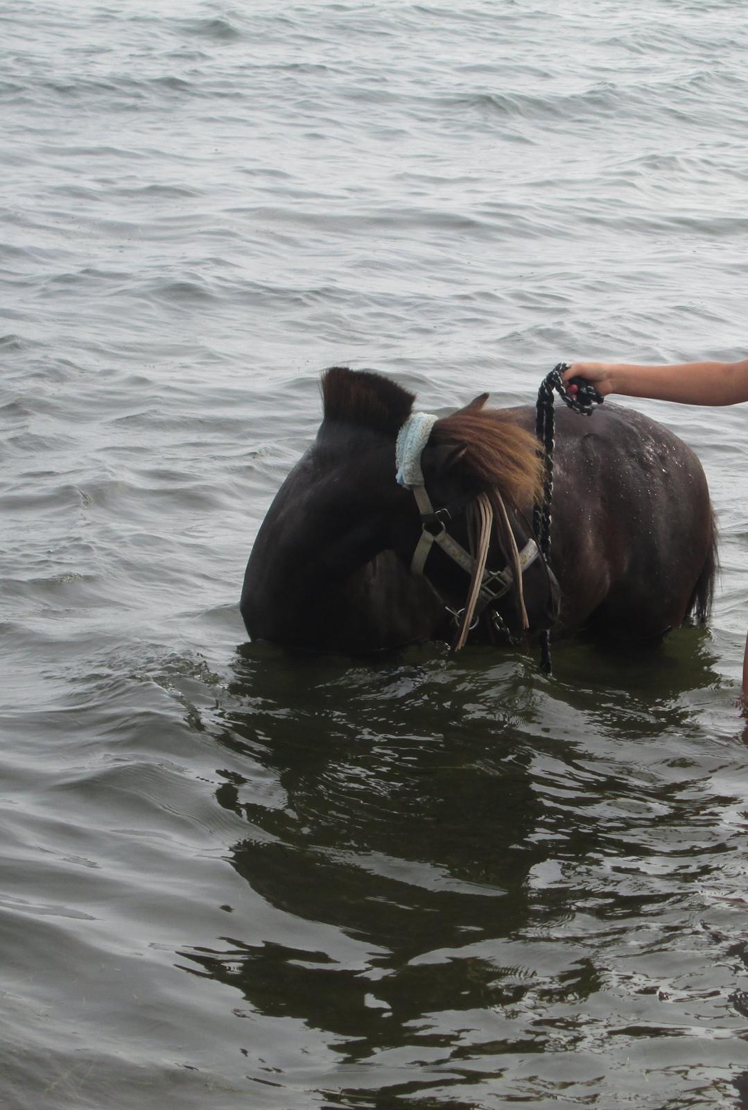 Anden særlig race Sigge billede 14