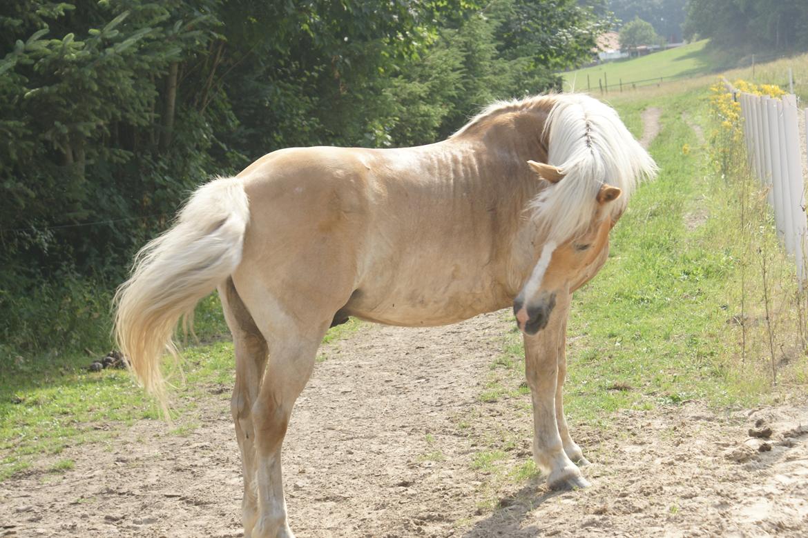 Haflinger Maldini Van Abeele* Min fremtid *<3 billede 12