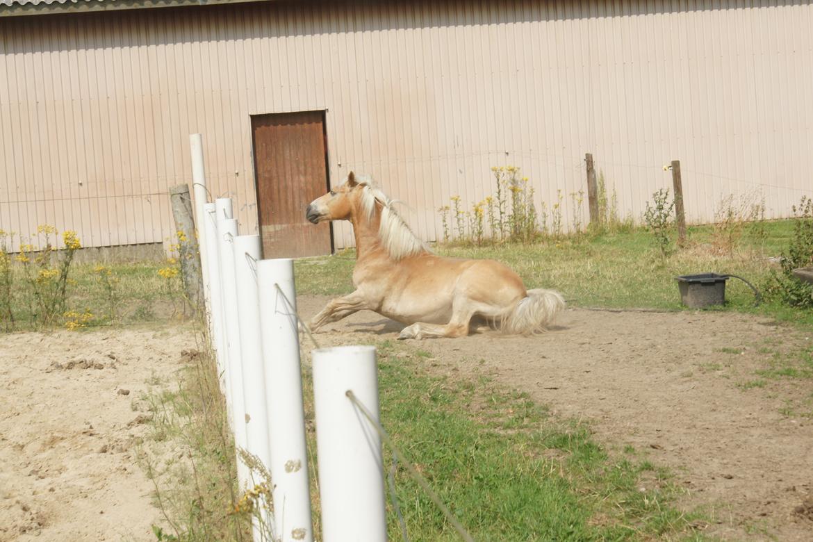 Haflinger Maldini Van Abeele* Min fremtid *<3 billede 13