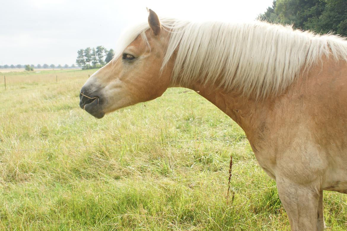 Haflinger Maldini Van Abeele* Min fremtid *<3 billede 4