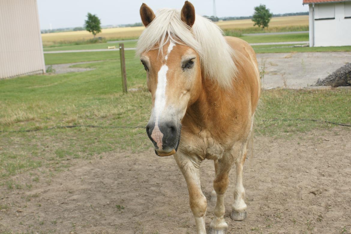 Haflinger Maldini Van Abeele* Min fremtid *<3 billede 10