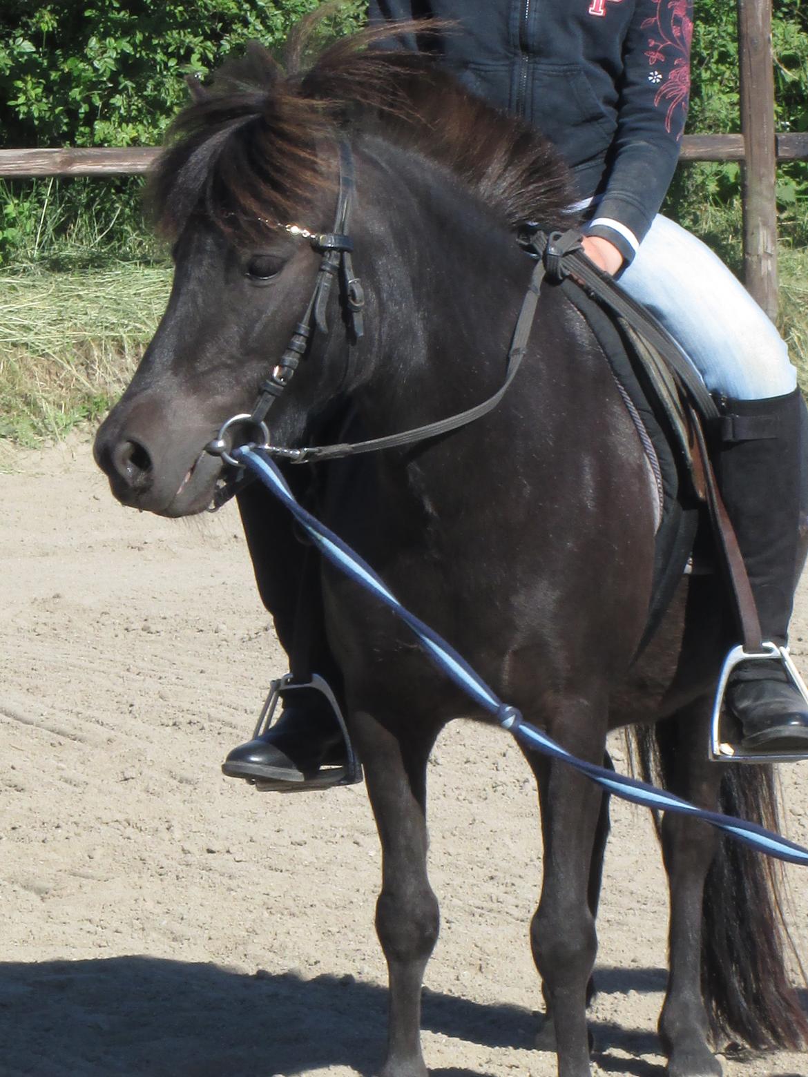 Anden særlig race Sigge billede 6