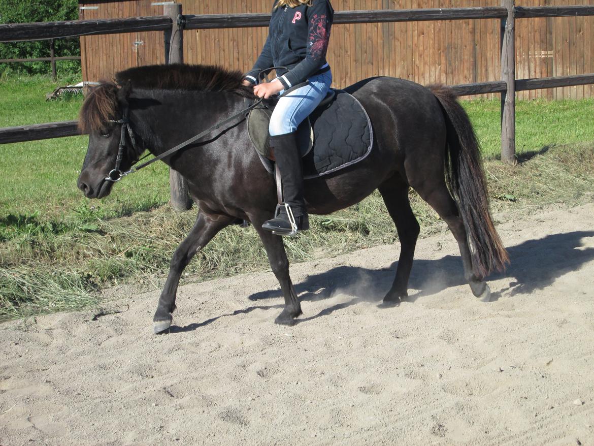 Anden særlig race Sigge billede 16