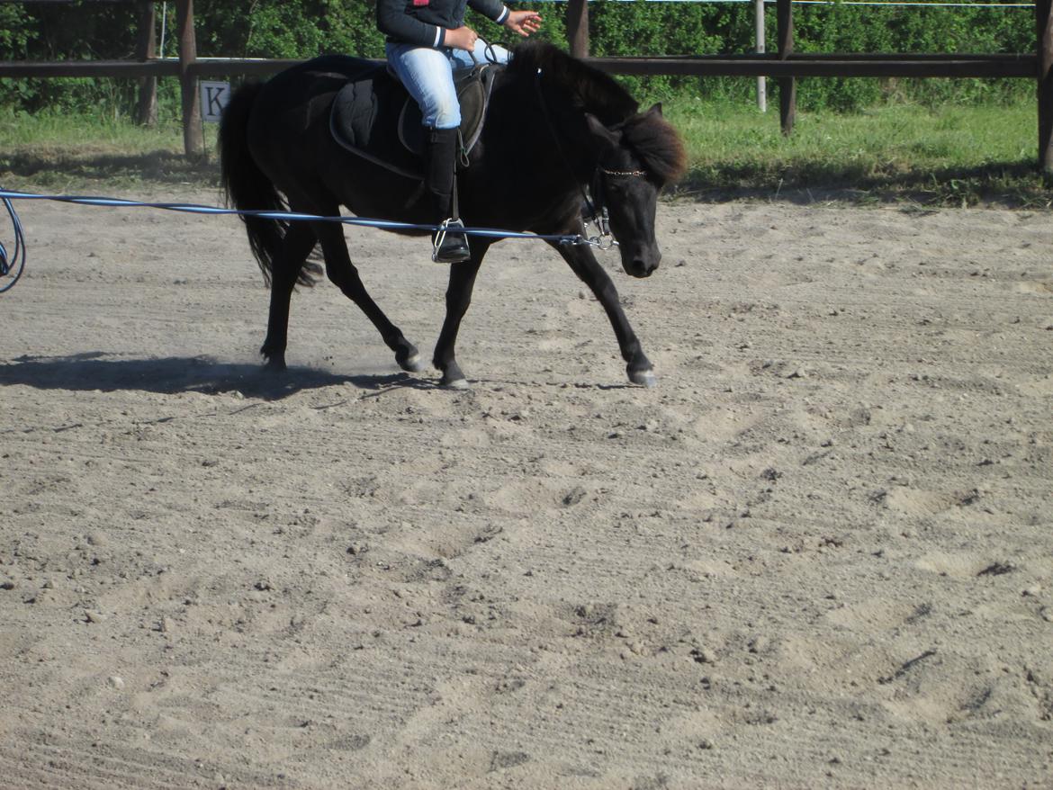 Anden særlig race Sigge - Bliver redet af en nybegynder. billede 11