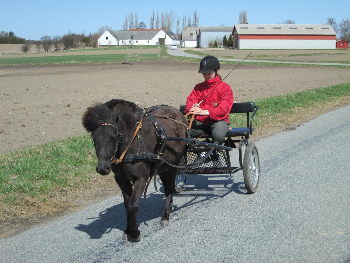 Anden særlig race Sigge billede 15