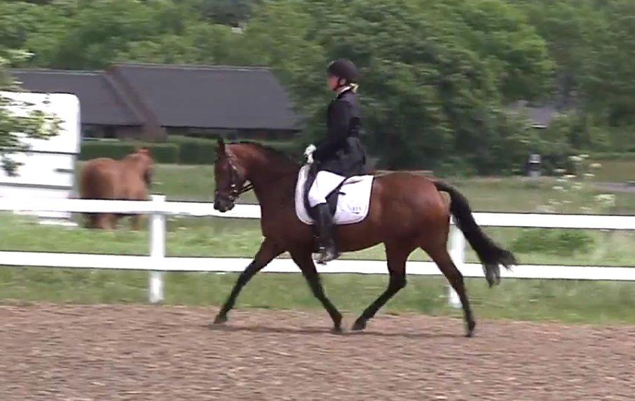 DSP BIRKELUND'S FLAMME - Flamme til sit første stævne :) billede 16