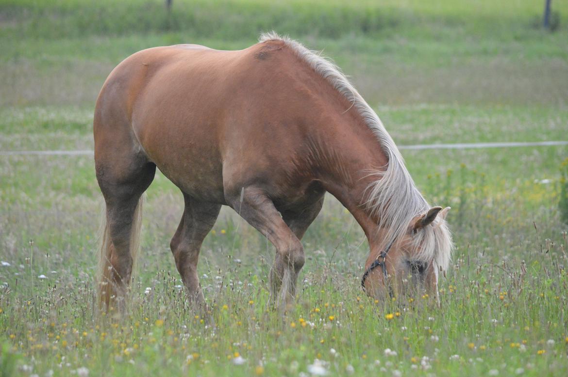 Tyroler Haflinger Minka af Brunbjerg billede 13