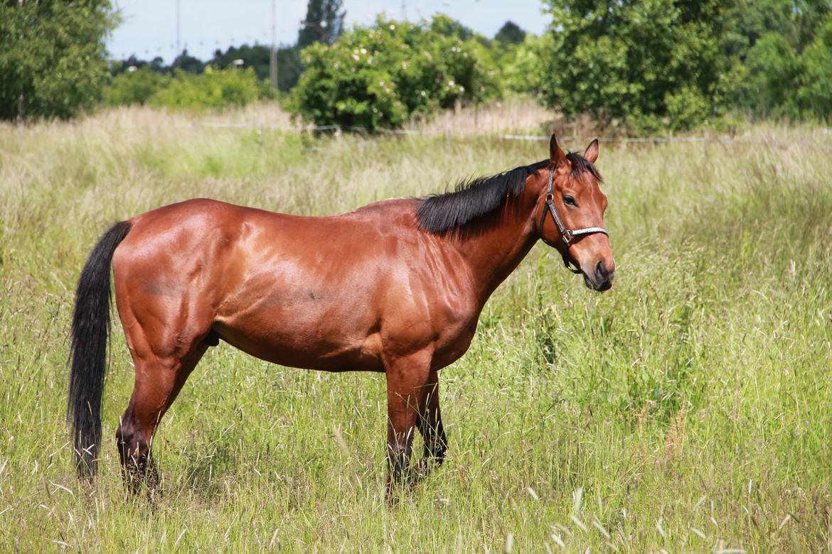 Fuldblod (XX) Flying Times/Flay - ved flay s nye ejer billede 11