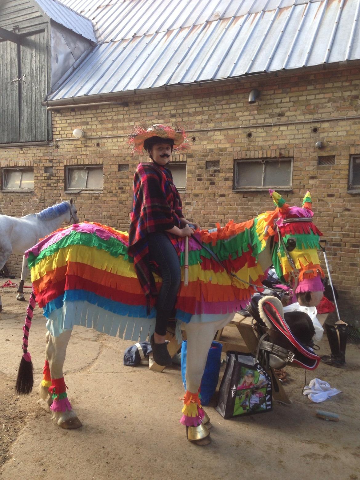 Irsk Sportspony Ardcolum Bobby - Til kostumespring. (Han er piñata, og jeg er mexicaner) billede 7