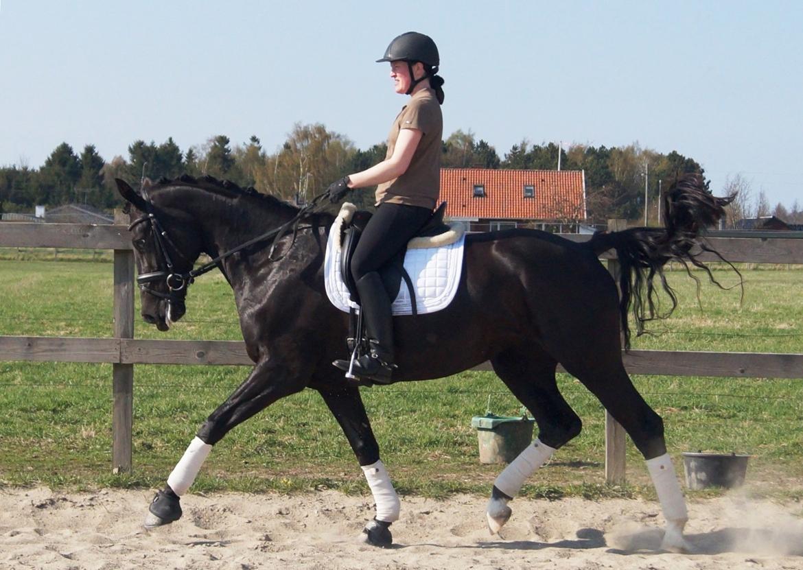 Dansk Varmblod Hjørnevang's Dominique - Salgsbillede forår 13 billede 14