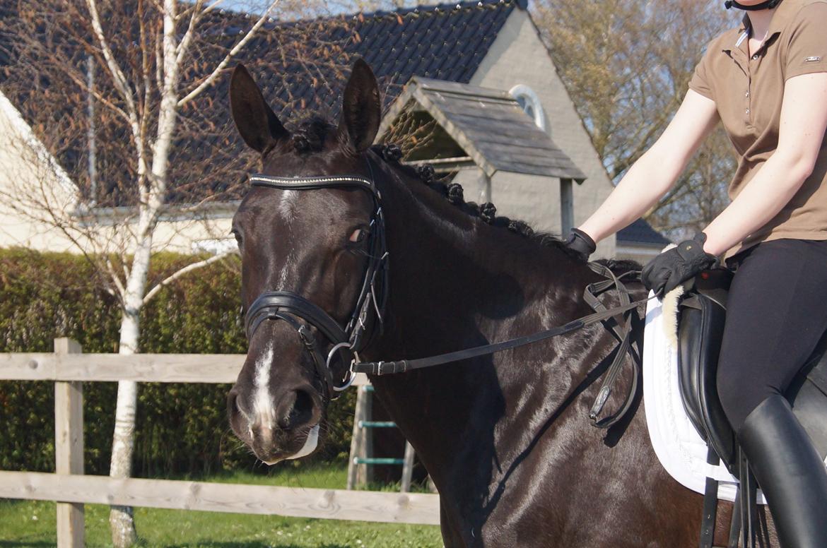 Dansk Varmblod Hjørnevang's Dominique - Salgsbillede forår 13 billede 15