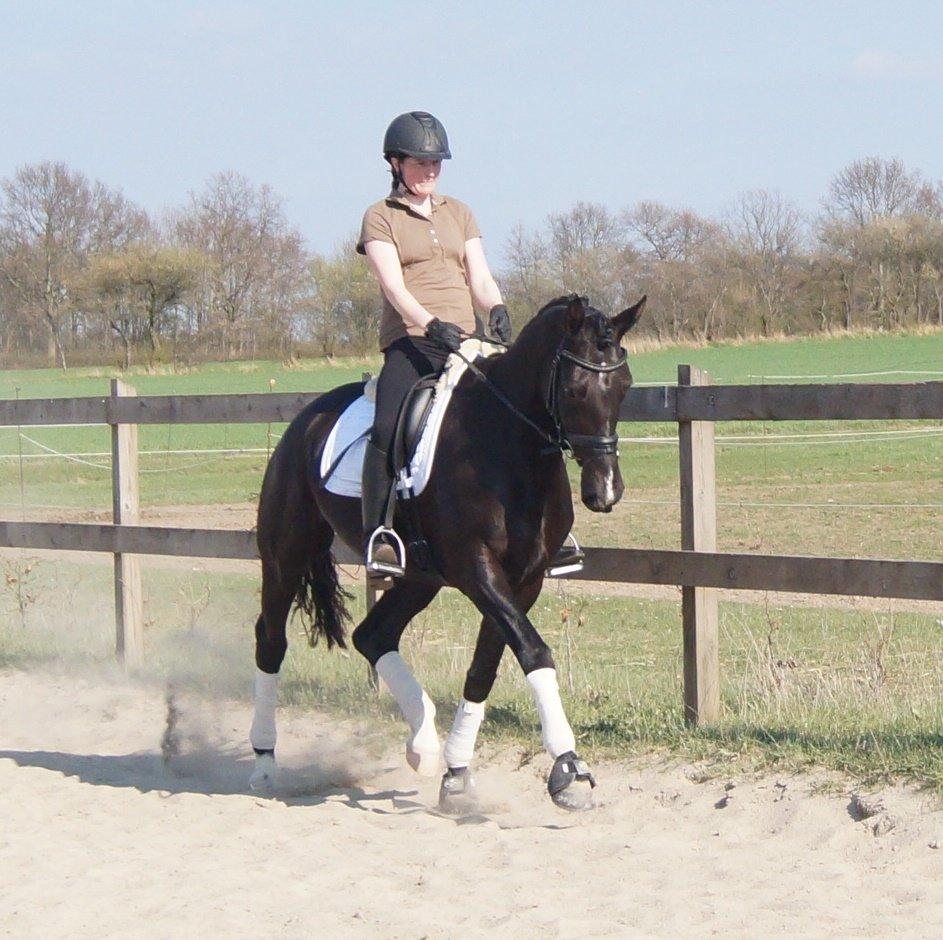 Dansk Varmblod Hjørnevang's Dominique - Salgsbillede forår 13 billede 16