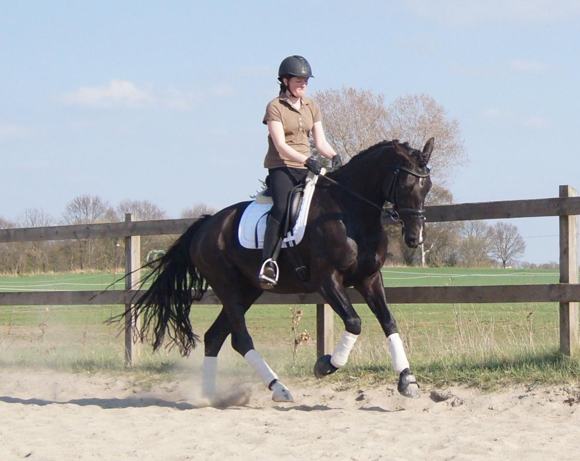 Dansk Varmblod Hjørnevang's Dominique - Salgsbillede forår 13 billede 17