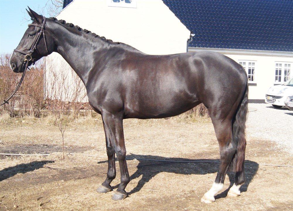 Dansk Varmblod Hjørnevang's Dominique - Salgsbillede forår 13 billede 18