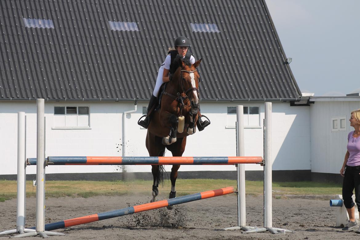 Hollandsk Varmblod Umani billede 12