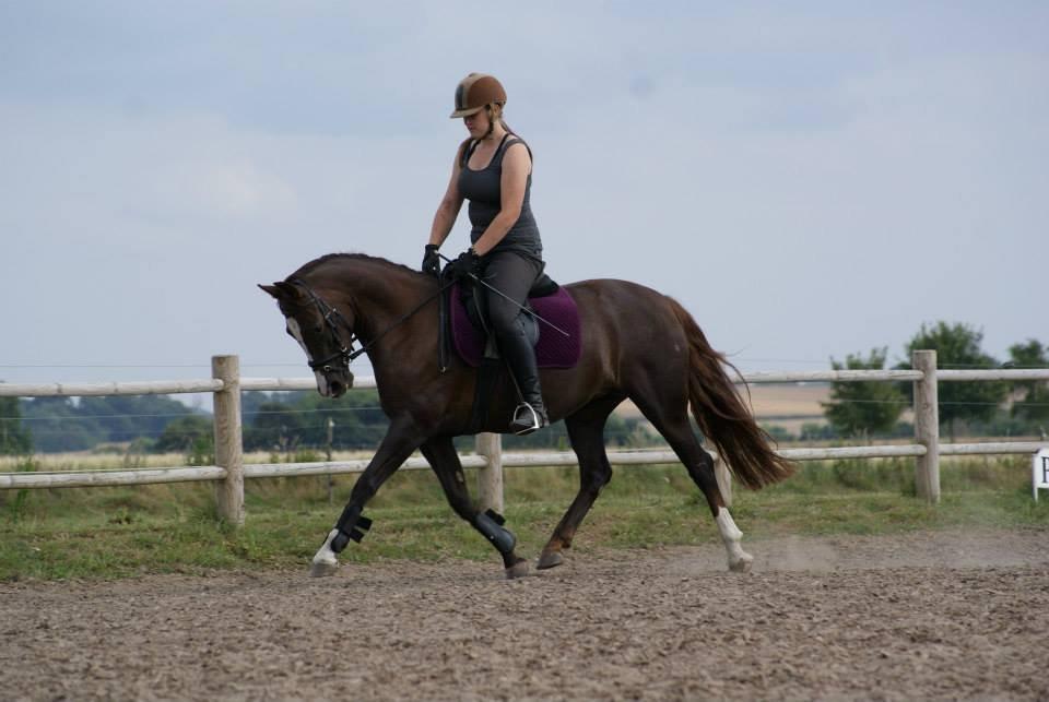 Anden særlig race Honey (Har redet) billede 5