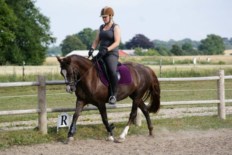 Anden særlig race Honey (Har redet) billede 6