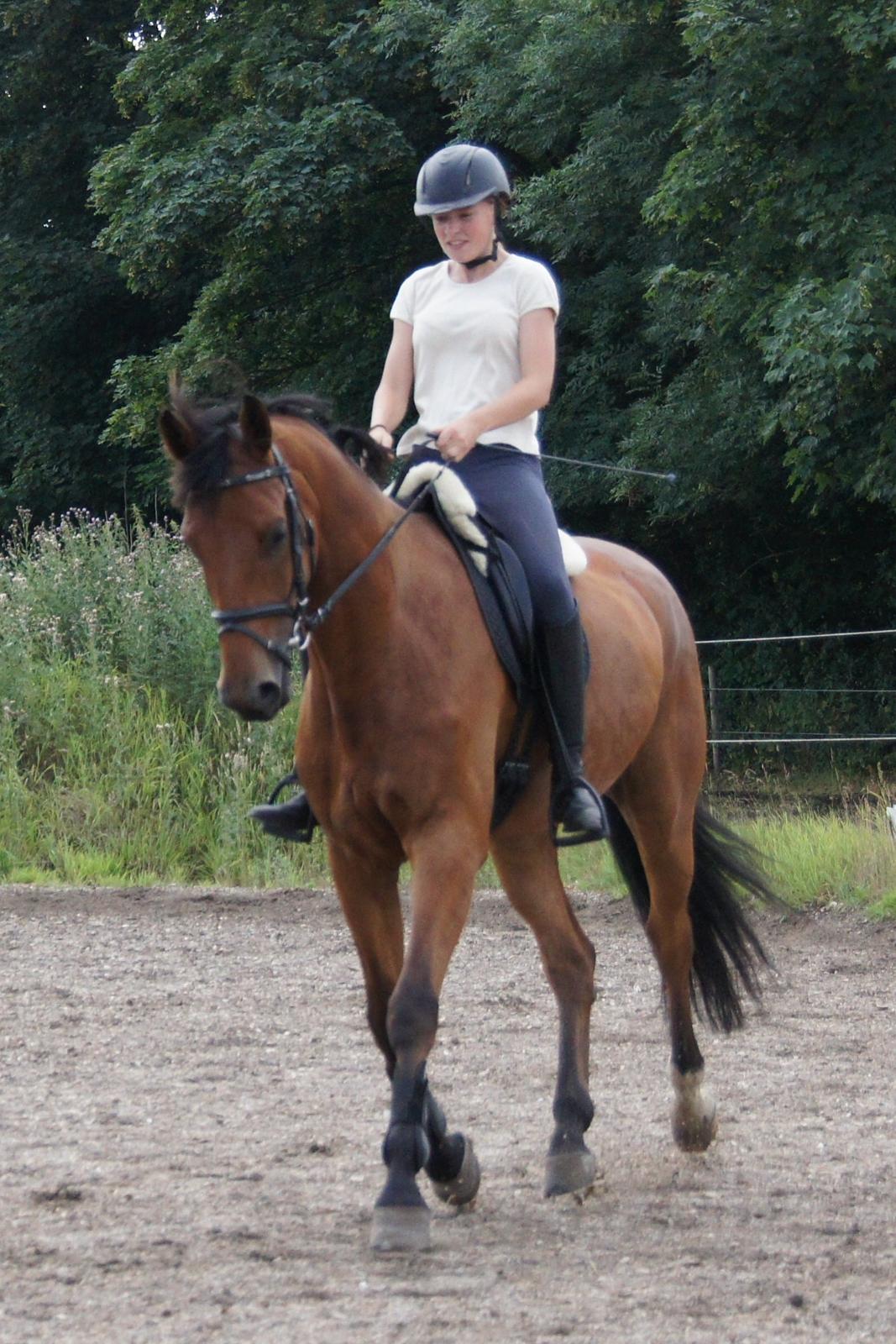 Dansk Varmblod Zaki billede 8