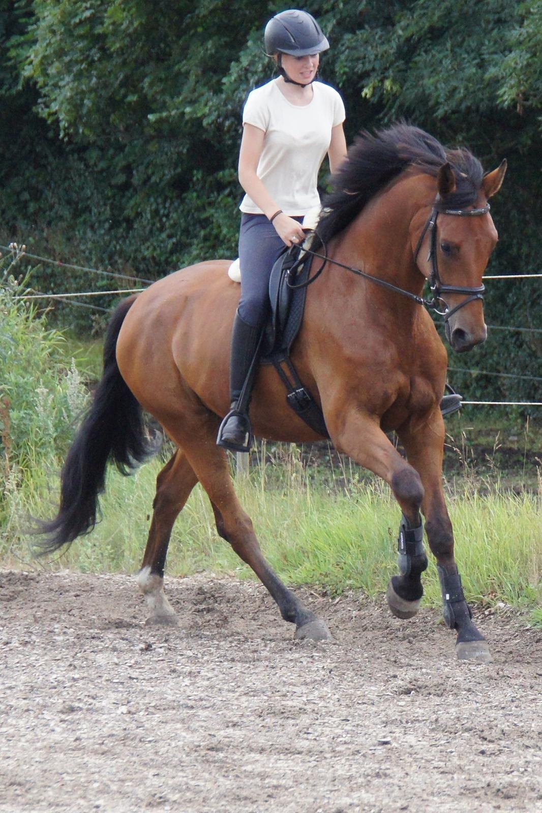 Dansk Varmblod Zaki billede 2