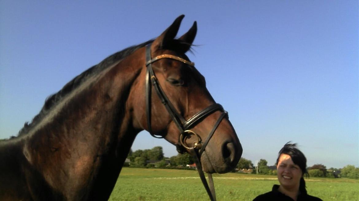 Hannoveraner Legend Crusador billede 16