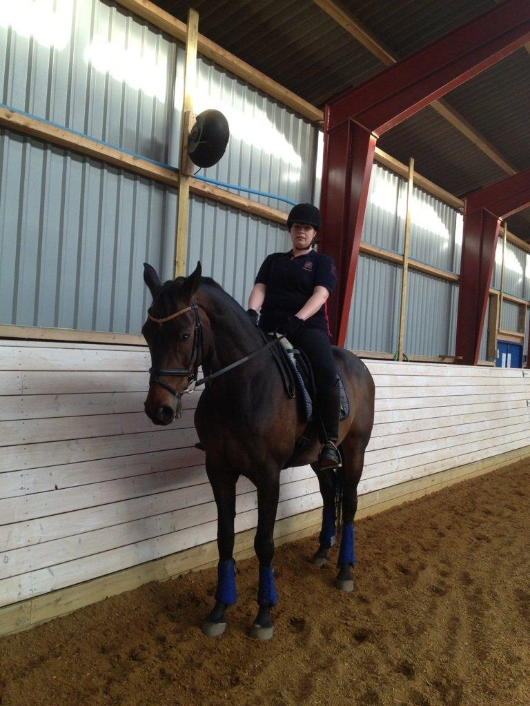 Hannoveraner Legend Crusador billede 17