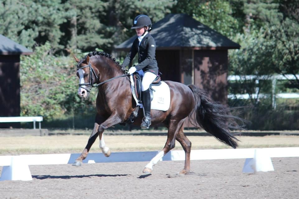 Welsh Pony (sec B) Moelgarnedd Montana A PONY - Svensk Ponyderby 2013
FRI GALLOP I PRI billede 1