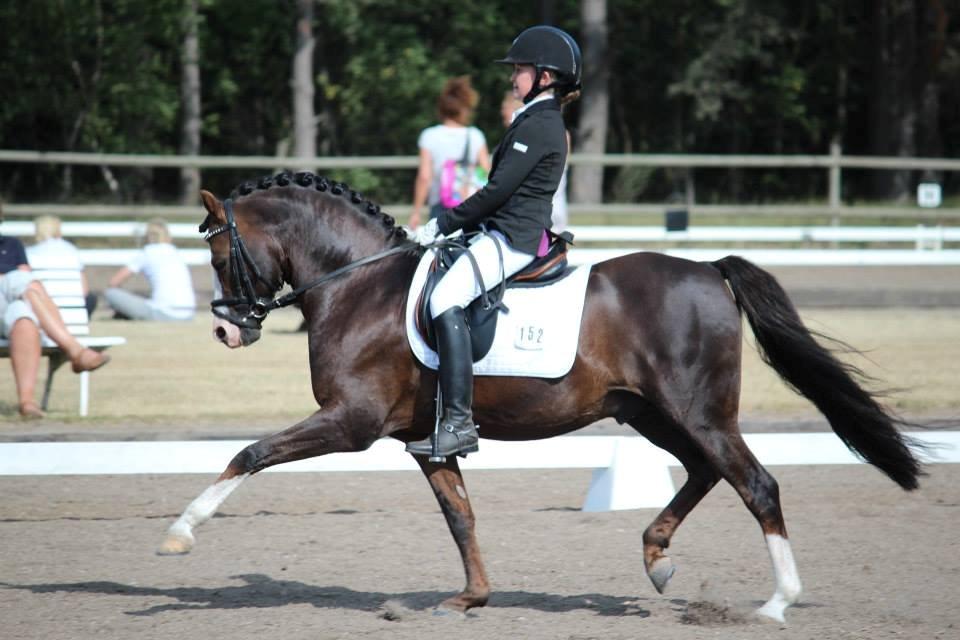 Welsh Pony (sec B) Moelgarnedd Montana A PONY billede 2